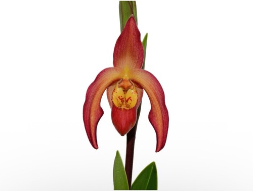 Phragmipedium vittabess orange - phragmipedium,