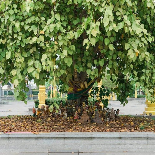 Graines figuier sacré ficus - sacré,