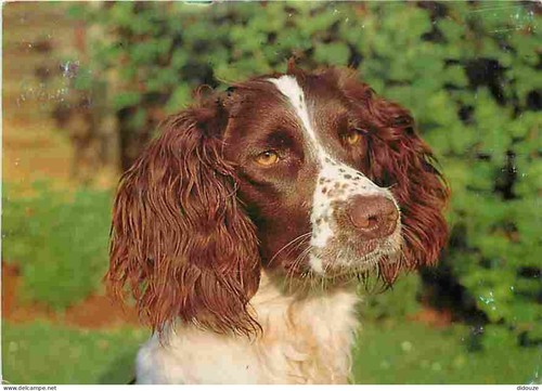 Carte postale animaux - postale,