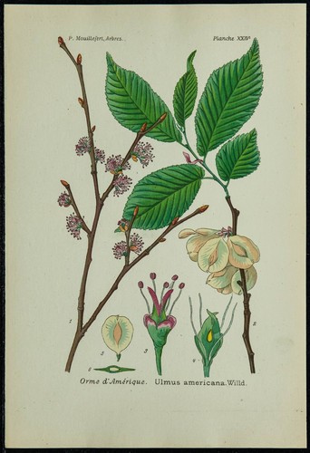 1898ca orme amérique - -,
