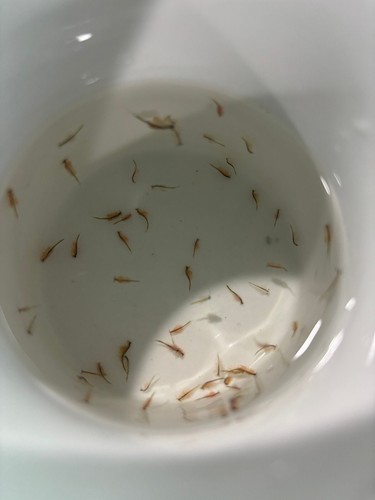 Live brine shrimp artemia - live,