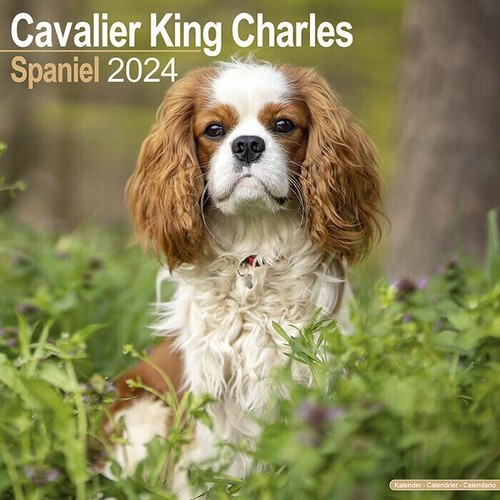 Calendrier 2024 cavalier - 2024,