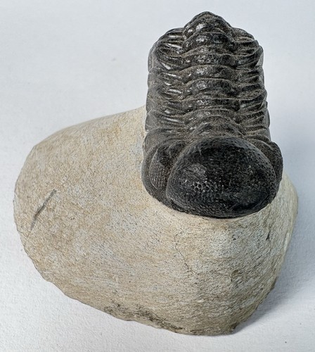 Reedops trilobite fossils - trilobite,