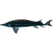 COUSSIN PELUCHE POISSON ESTURGEON 125 CM Alciumpeche