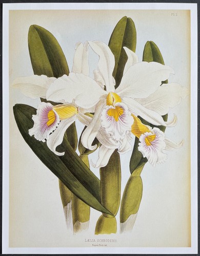 Botanique orchidées laelia - orchidées,