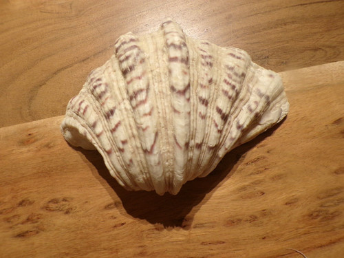 Ancien coquillage bénitier