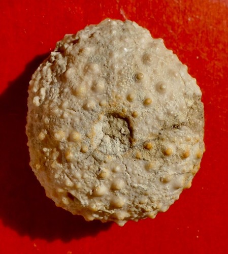 Oursin fossile miocène - fossile, de