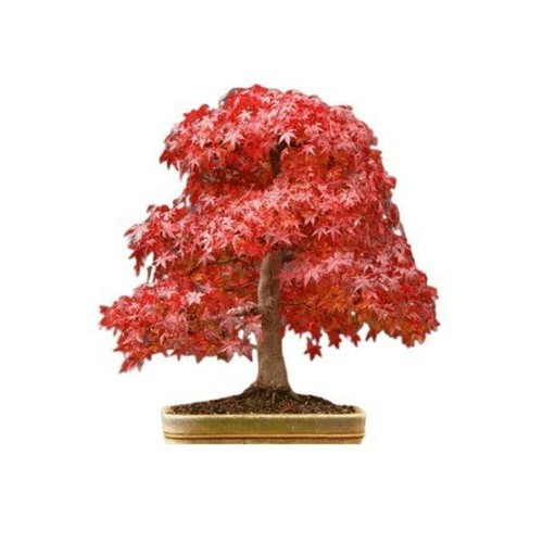 Graines acer rubrum - graines,