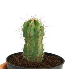 Cereus specie NORTH-EAST of