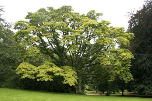 Graines arbre liege l - 8, de