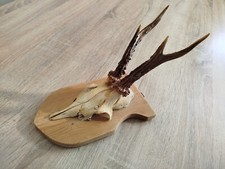 ancien vrai crâne avec