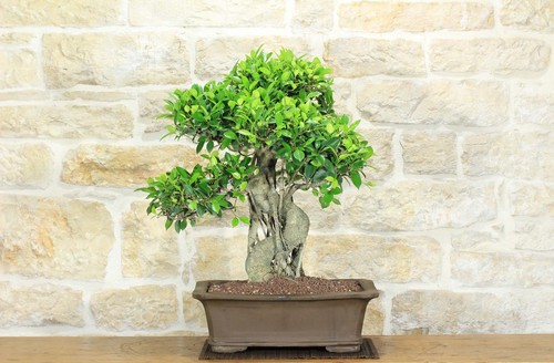 Bonsaï ficus retusa - retusa, (164)