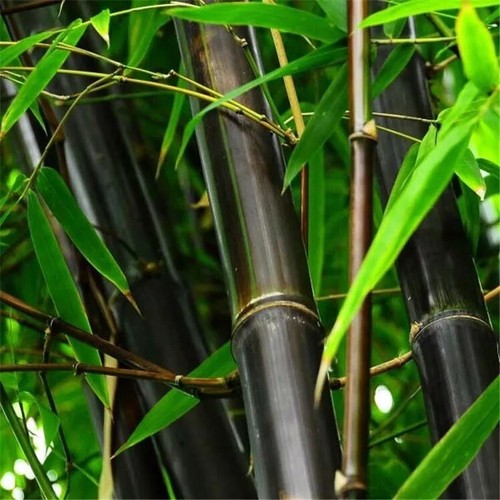 Black bamboo seeds - ,