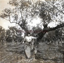 FRANCE Femme Mode Arbre