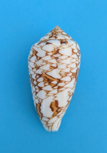 Conus archiepiscopus