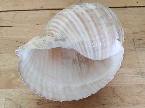 Coquillage gastéropode - , de