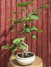 Bonsaï ginkgo biloba ans - biloba,