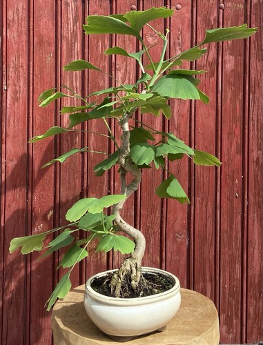 Bonsaï ginkgo biloba ans - biloba,