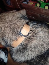 Collier Et Laisse Courte Pour