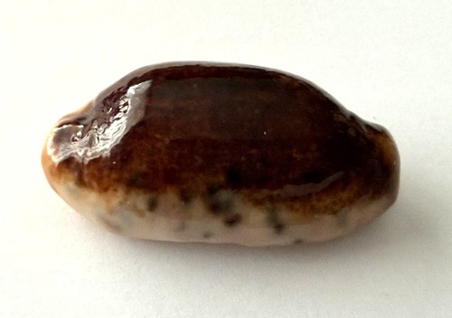 Cypraea caurica niger - cypraea,