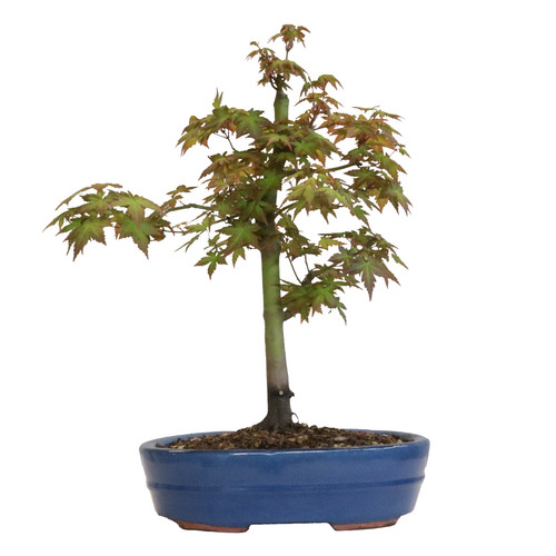 Kentis acer palmatum - kentis, katsura