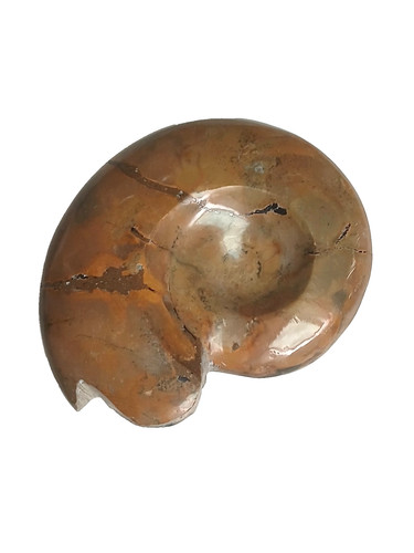 Goniatite fossile polie cm - fossile, 11