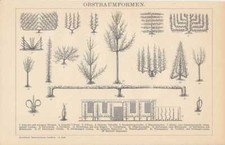 Formes taille arbre - formes, d'arbre