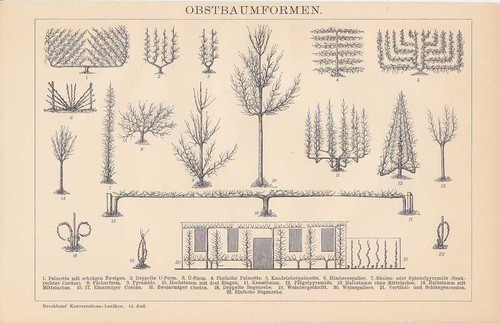 Formes taille arbre - formes, de