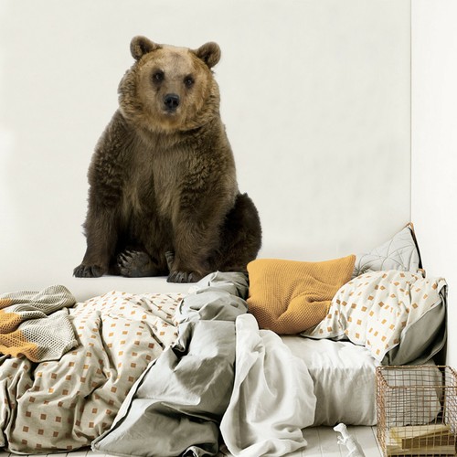Ours brun c41 animal - animal, papier