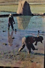 SOUS VERRE THAÏLANDE 50 x 70