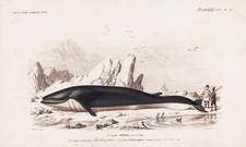 Balaenoptera Rorqual Baleine