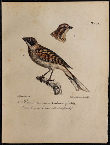1830 bruant des - 1830,