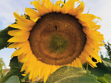 Lot de 50 graines de tournesol