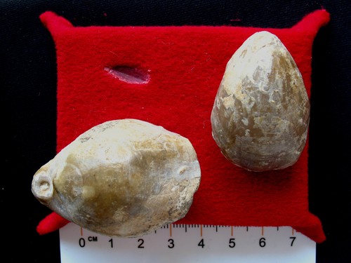 Brachiopode oxfordien - brachiopode,