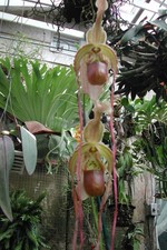 Phragmipedium Devil Fire #4