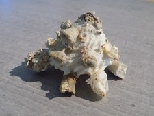 Coquillage :  NEW  XENOPHORID