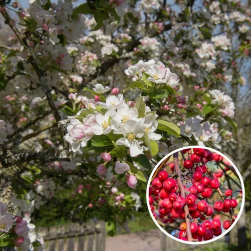 Malus robusta red sentinel - malus, x