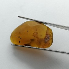 Ambre naturelle de Birmanie – inclusions insectes et végétaux – 4.82 cts