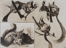 Mathurin MEHEUT : L'Écureuil