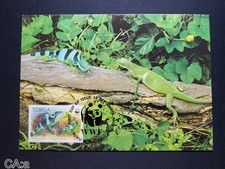 CPA: Iguane rayé – Carte