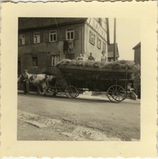 PHOTO ANCIENNE - VINTAGE SNAPSHOT - TRAVAIL AGRICULTURE ATTELAGE BOEUFS FOIN 