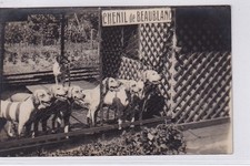 LIMOGES : carte photo du chenil de BEAUBLANC (chien de chasse) - très bon
