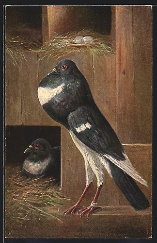 Carte postale balzendes pigeon - carte,