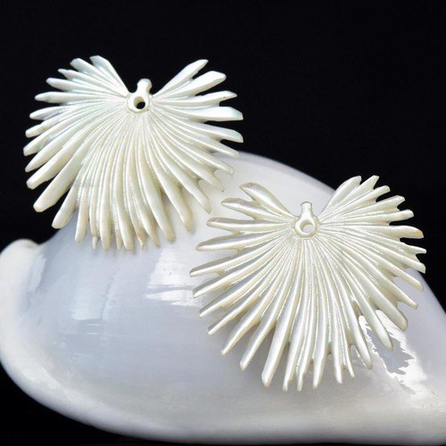 étoile éventail palmier - Étoile,