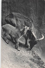 75 PARIS PARC ZOOLOGIQUE DU