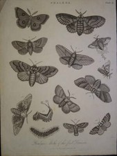 BELLE GRAVURE PAPILLON