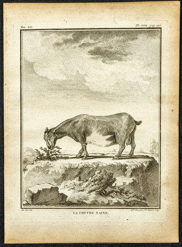 1764 chèvre naine - -,