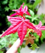 Erable du Japon - Acer Palmatum "Shin Deshojo" Pre Bonsai pot 12cm