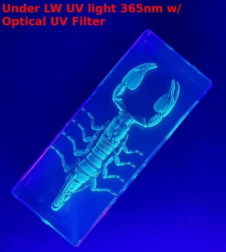 Spécimen éducatif grande - spécimen,