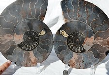 Large Black Ammonite Cut Split